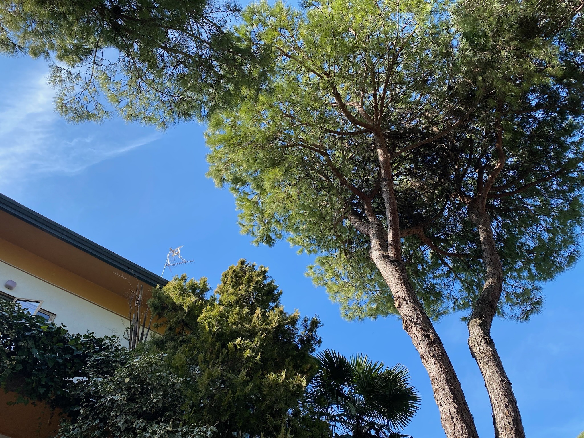 Photo of summer rentals building Villa Susy in a bright day with pine tree and palm tree